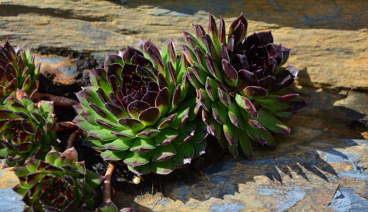 How to Plant and Grow a Succulent Garden